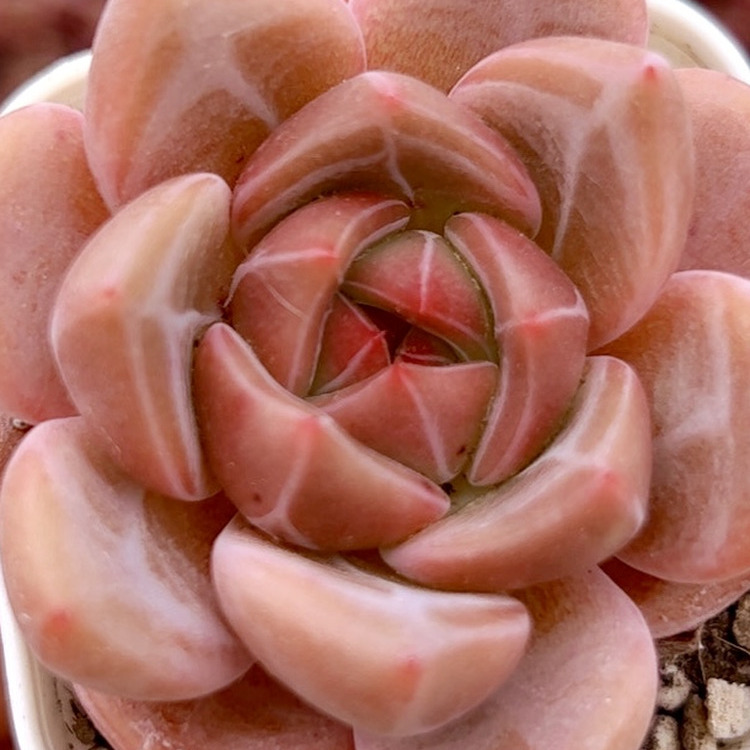 慢悠花房 香槟 精品多肉办公室阳台绿植园艺盆栽花卉庭院多肉