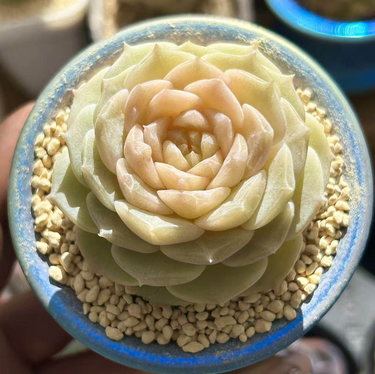 慢悠花房 诗意 精品多肉办公室阳台绿植园艺盆栽花卉庭院多肉 - 慢悠花房出品