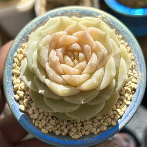 慢悠花房 诗意 精品多肉办公室阳台绿植园艺盆栽花卉庭院多肉