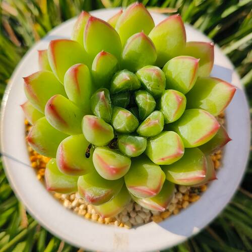 慢悠花房 宝翠美人 精品多肉办公室阳台绿植园艺盆栽花卉庭院多