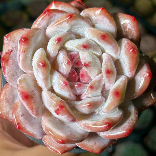 慢悠花房 仙女橙 精品景天阳台多肉植物办公室园艺绿植庭院