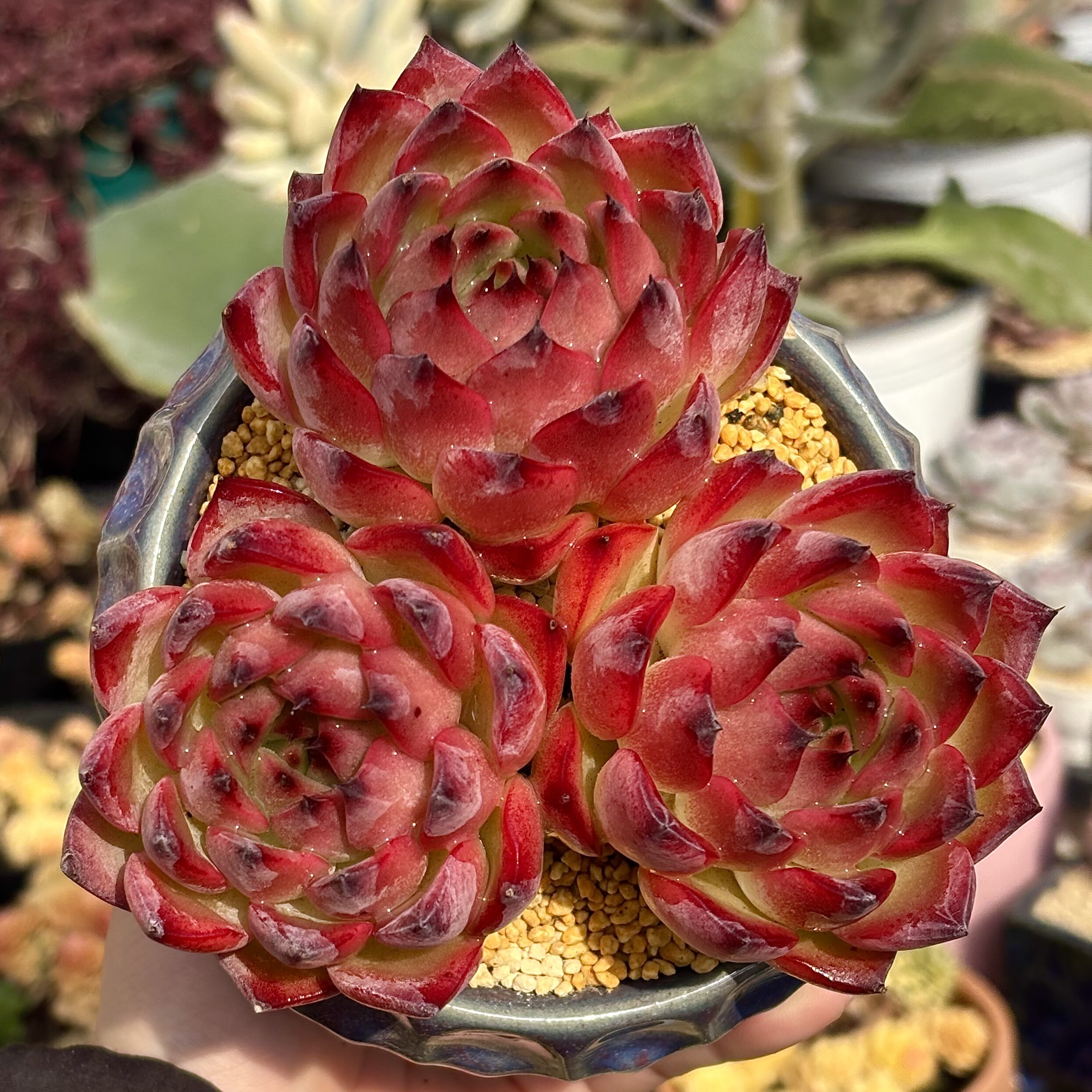 慢悠花房 篝火 精品多肉办公室阳台绿植园艺盆栽花卉庭院多肉植物