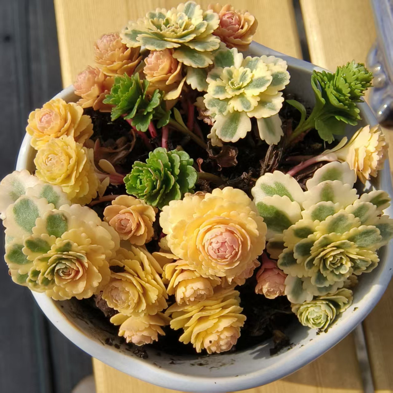 慢悠花房 亚特兰蒂斯锦 精品多肉绿植园艺盆栽花卉庭院多肉植物,鲜花速递/花卉仿真/绿植园艺,多肉植物,淘宝优惠券,粉丝福利购,淘宝优惠卷