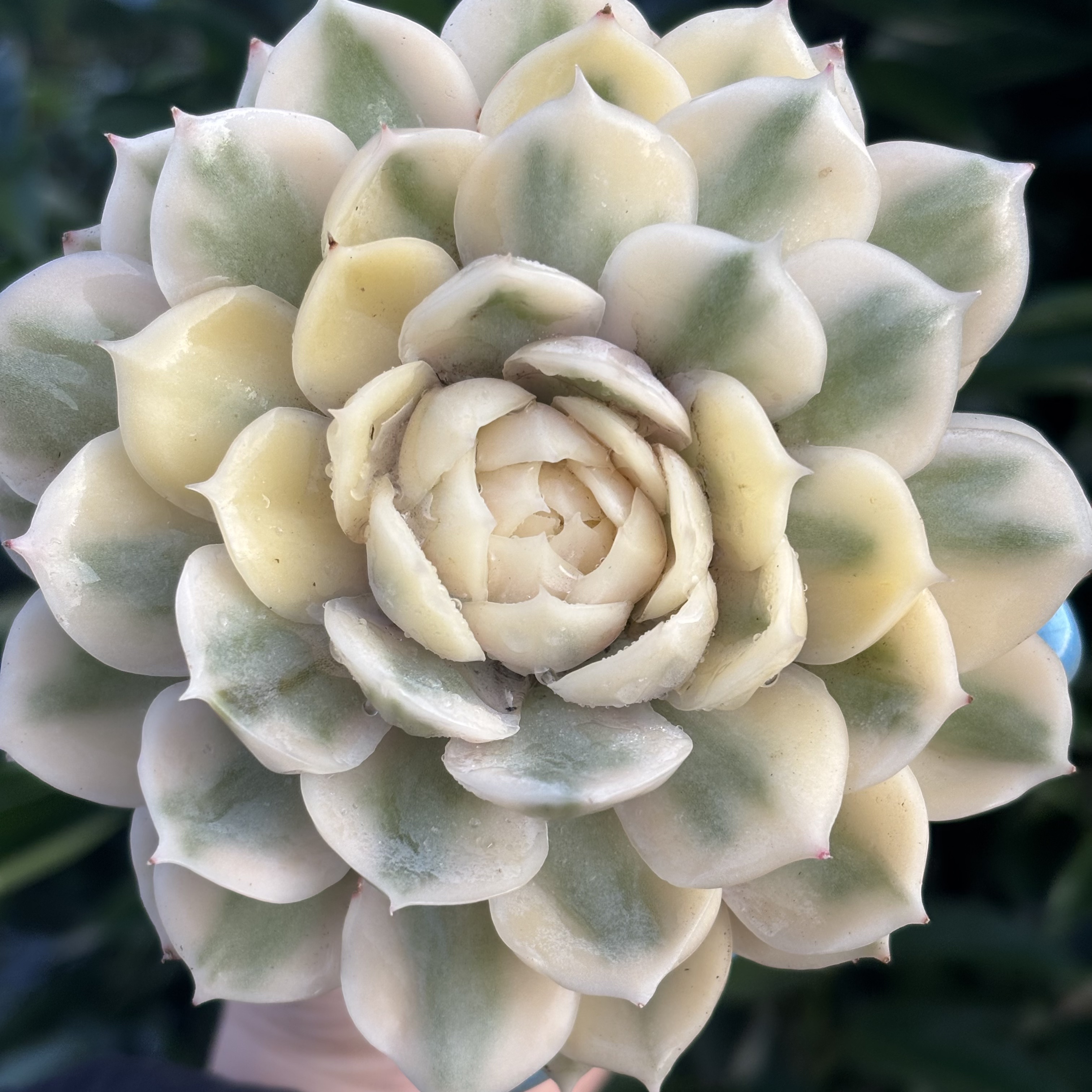 慢悠花房昂斯诺锦精品多肉办公室阳台绿植园艺盆栽花卉庭院多肉植