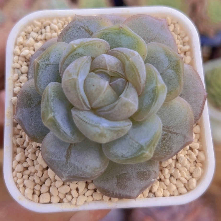 慢悠花房  水晶白兰地糖心  精品景天阳台多肉植物肉肉盆栽