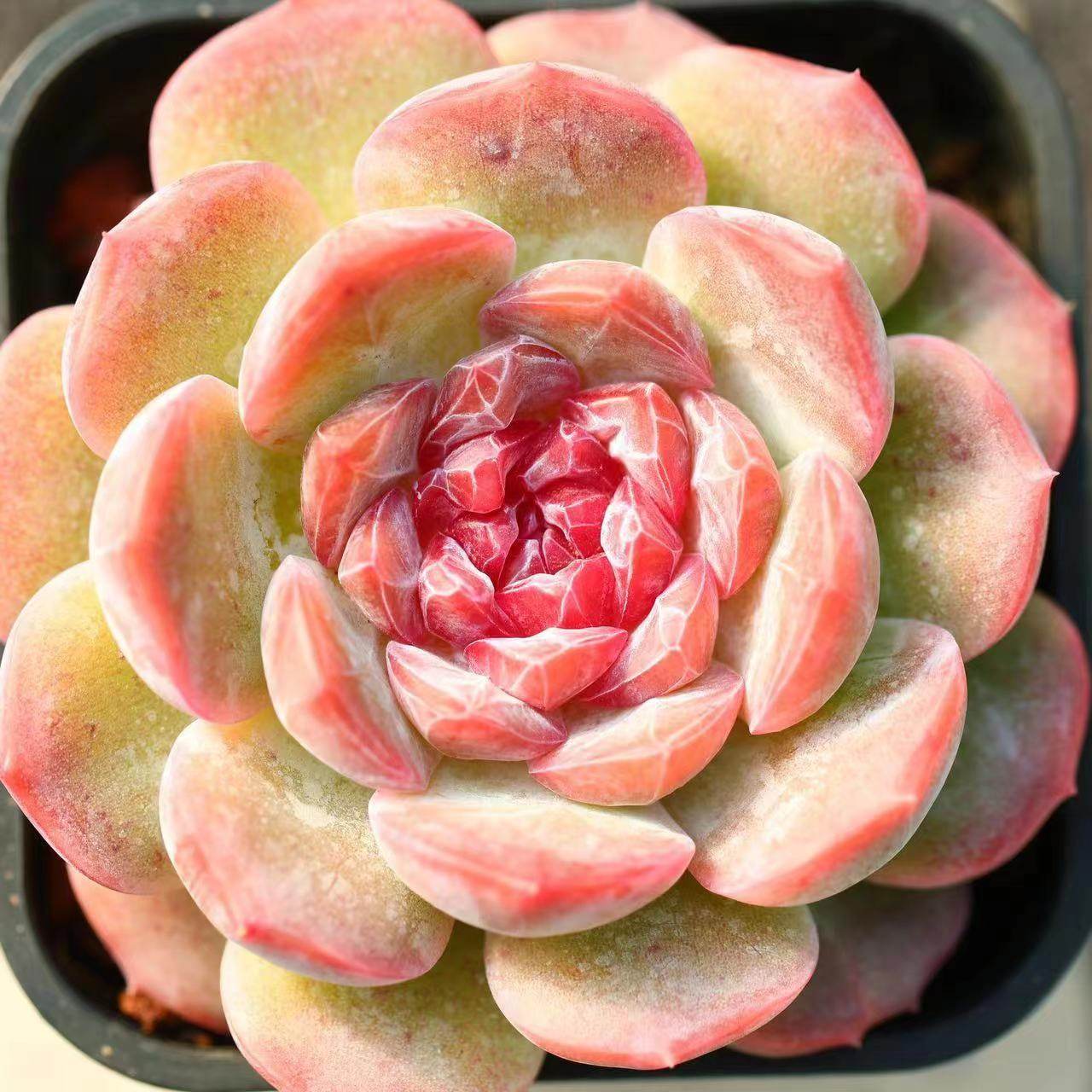 慢悠花房雪塔精品景天阳台多肉植物肉肉盆栽