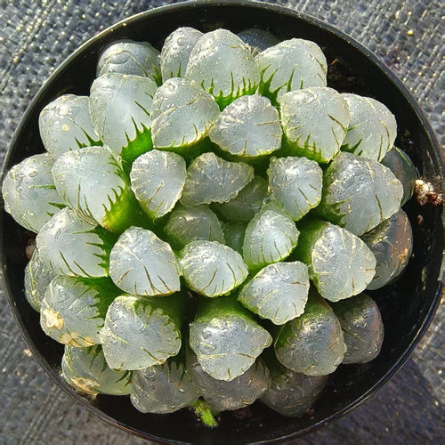 慢悠花房 玉露  精品景天阳台多肉植物办公室园艺绿植庭院