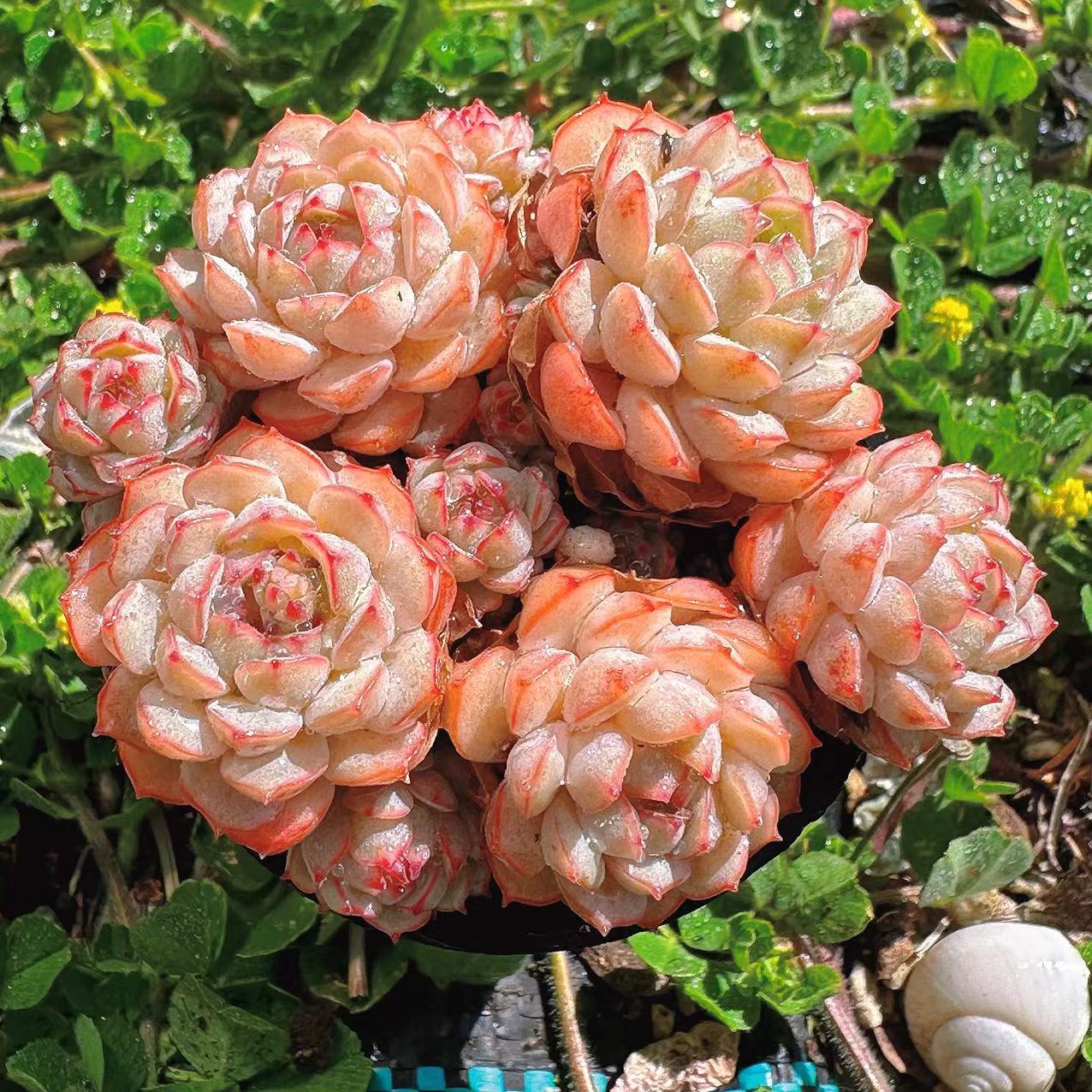 慢悠花房小红船精品多肉办公室阳台绿植园艺盆栽花卉庭