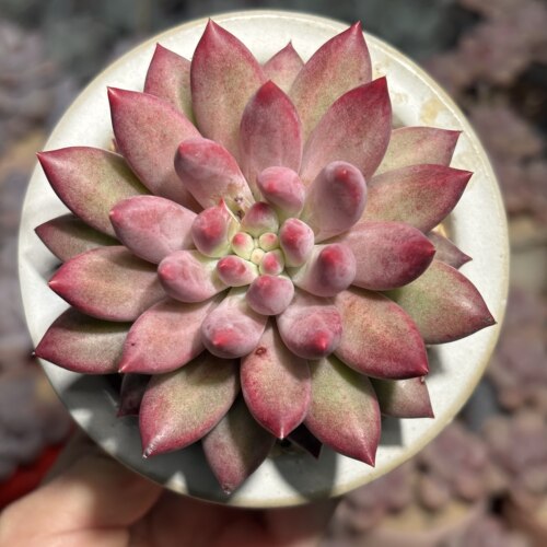 慢悠花房 虞美人 精品多肉绿植园艺盆栽花卉庭院多肉植物