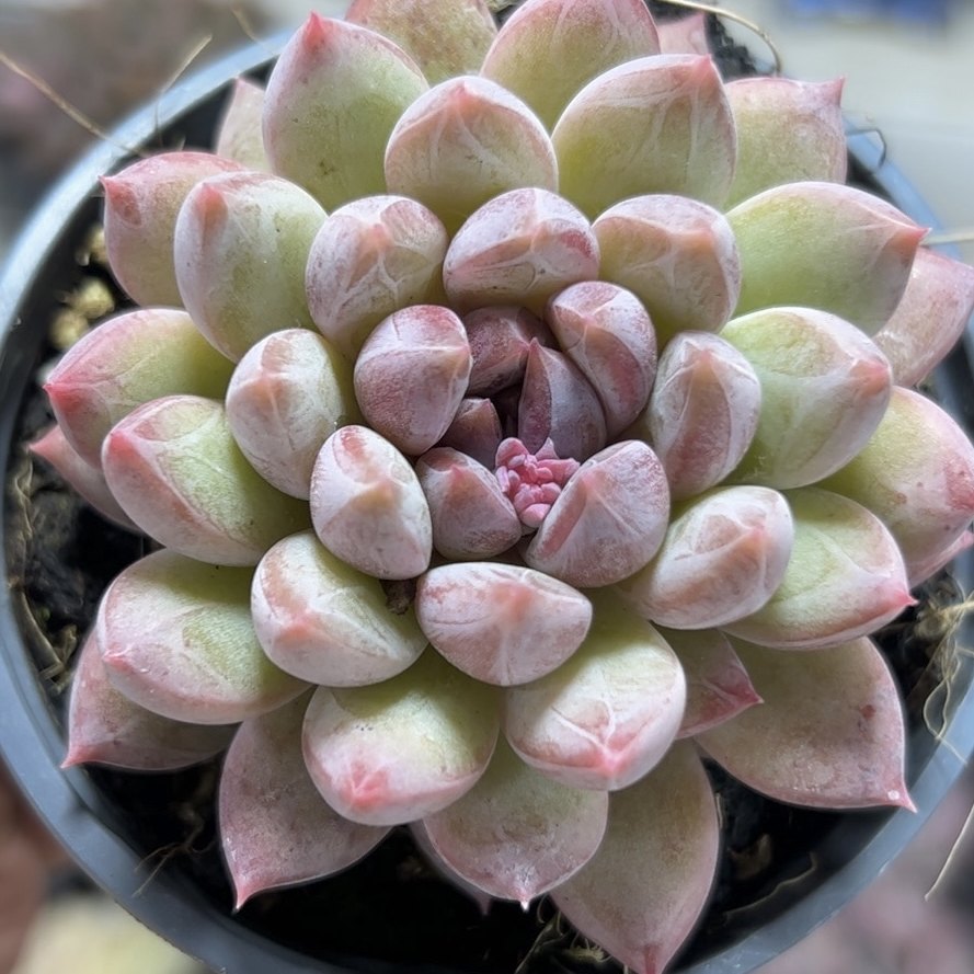 慢悠花房 紫雾美人 精品多肉办公室阳台绿植园艺盆栽花卉庭院多肉,鲜花速递/花卉仿真/绿植园艺,多肉植物,淘宝优惠券,粉丝福利购,淘宝优惠卷