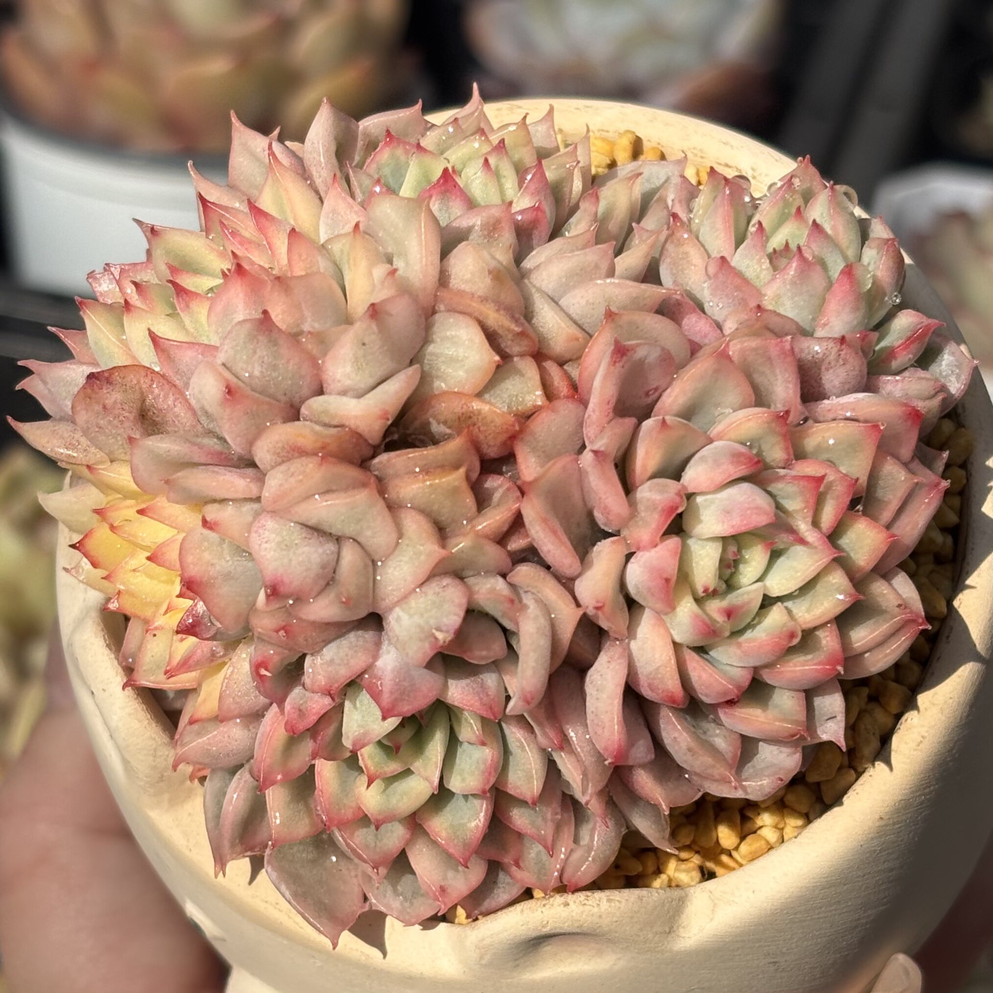 慢悠花房 女雏锦 精品多肉办公室阳台绿植园艺盆栽花卉庭院多肉