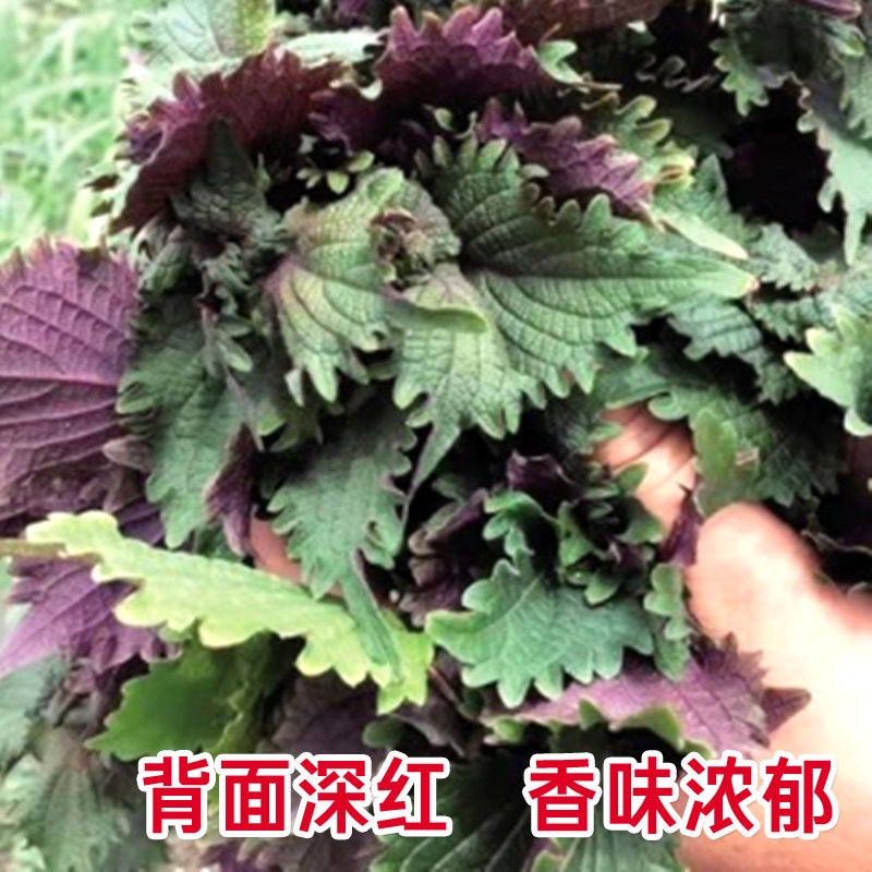 大叶紫苏双色苏子种子绿苏阳台盆栽蔬菜食用四季籽孑秋冬农家春季