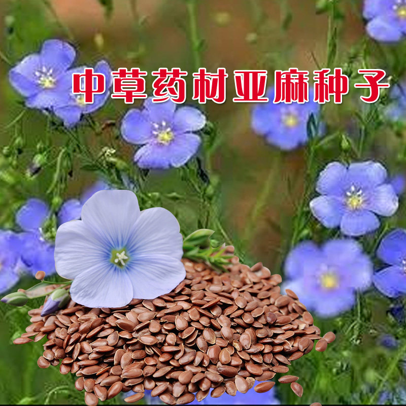 蓝花亚麻花卉种子 宿根春季秋季阳台盆栽庭院花园绿化观赏易种籽