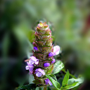 夏枯草种籽白毛夏枯球种子新采药材四季播种简单发芽率高阳台盆栽