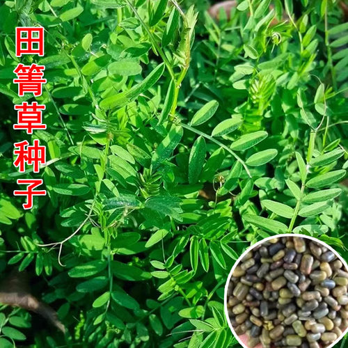 田菁草种子中药材田菁草种籽