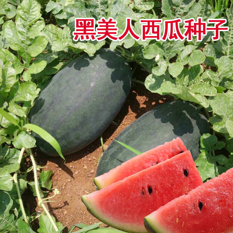 黑美人西瓜种子籽大果型黑皮巨型无籽西瓜种超甜红肉瓤春夏季水果