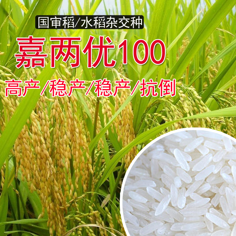 高产杂交水稻种子嘉两优100 芽率高优质抗病长粒香米种稻谷新原种