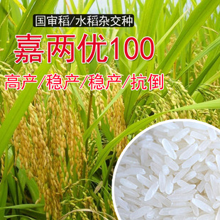 高产杂交水稻种子节优804耐旱芽率高优质抗病长粒香米种稻谷原种