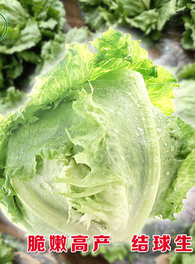 蔬菜种子春季阳台盆栽结球生菜