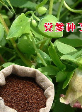 中草药材党参种籽种子食用甘肃