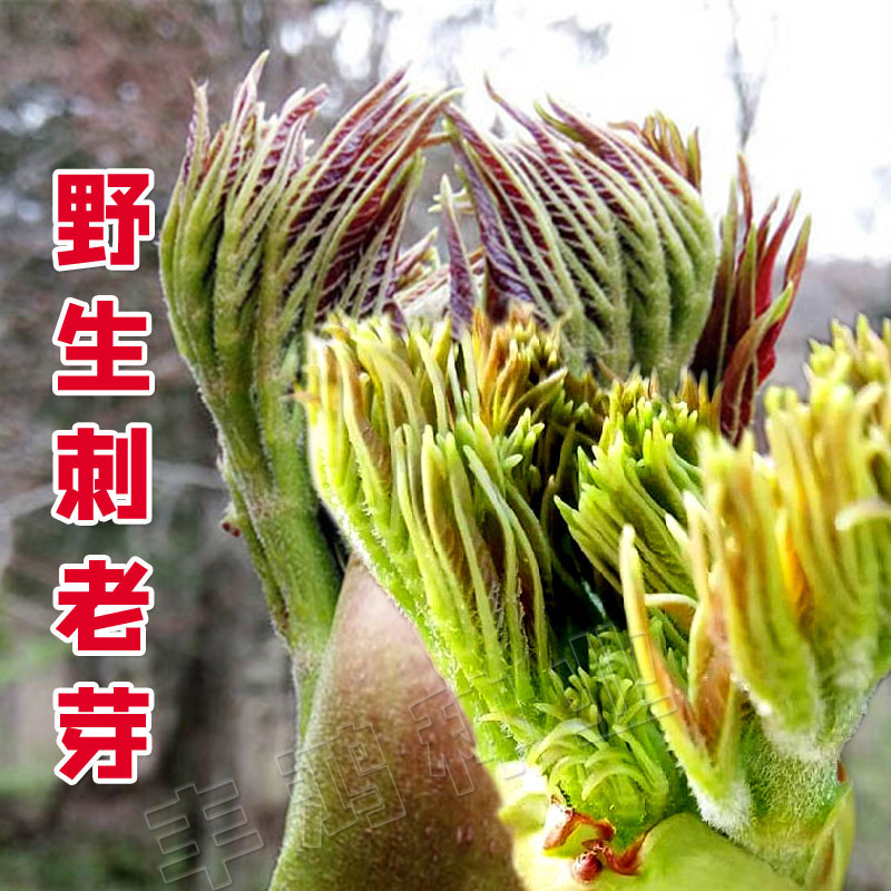 刺嫩芽刺老芽种子 东北特产山菜刺嫩芽种籽山野菜种苗南北方种植