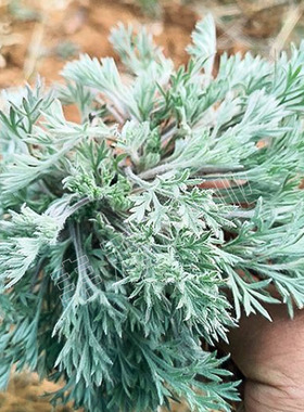 中药材野生茵陈种子 白蒿种籽多年生陈蒿因尘因陈茵藤蒿绵茵野菜