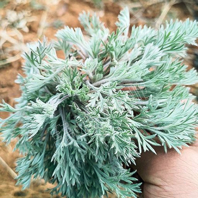 茵陈白蒿多年生野菜种子