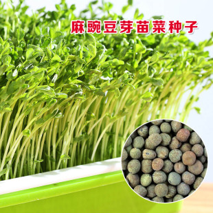 豆芽菜芽苗菜育苗豌豆苗种植麻豌豆种子无土栽培蔬菜纸上种菜水培