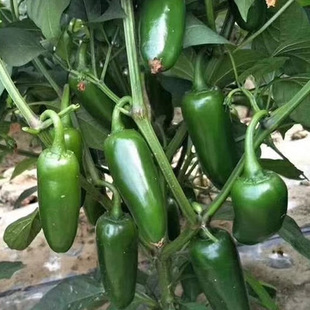 泡椒一号港椒种子炮弹型皮厚味辣鲜食腌渍辣椒盆栽阳台大面积用种