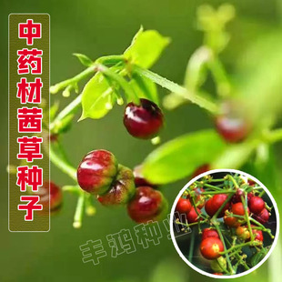 中药茜草种子野草植物种籽新奇药用观赏爬藤阳台盆栽四季易活