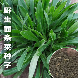 野菜野生面条菜种子菜种面条棵麦瓶草种籽兔子头菜籽四季种孑青菜