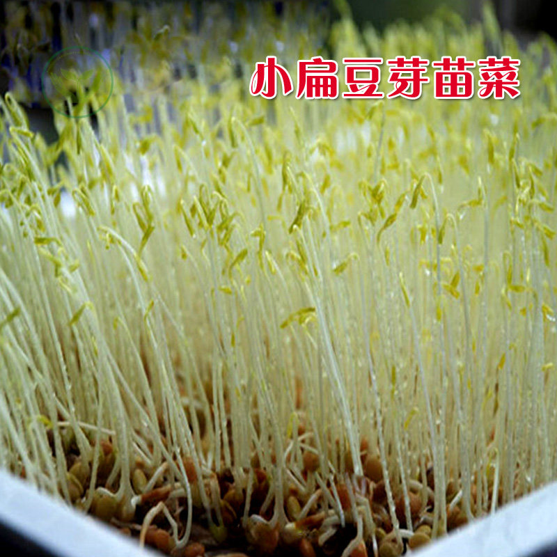种籽有机豆苗芽苗菜种子蔬菜水培