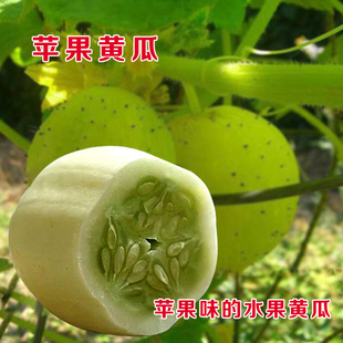 进口水晶苹果黄瓜种子传家宝耐热多汁水果型蔬菜家庭阳台盆栽