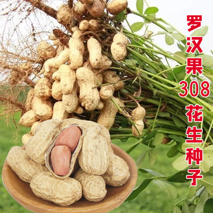 精选当年新花生种子 罗汉果308带壳晒干生花生新货农家粉皮小白沙