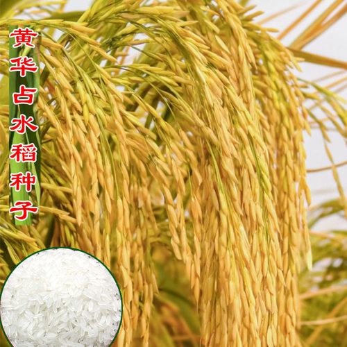 高产杂产水稻种子大粒大穗占常规