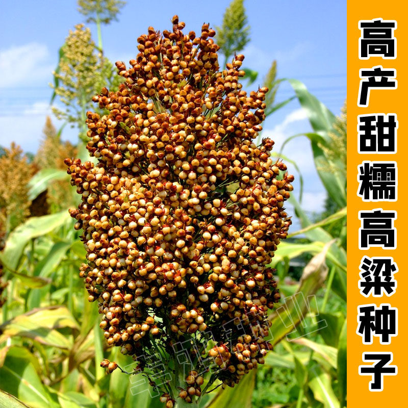 农家抗旱红高粱酿酒笤帚粮食种子