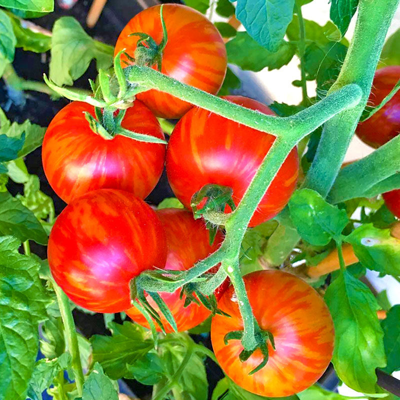 花皮球樱桃番茄种子小圣女果种籽东北特色水果酸甜可口四季蔬菜孑