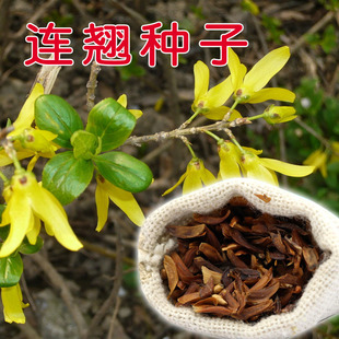 迎春花种子 连翘种子花开香气淡艳满枝金黄抗病虫耐旱耐寒中药籽
