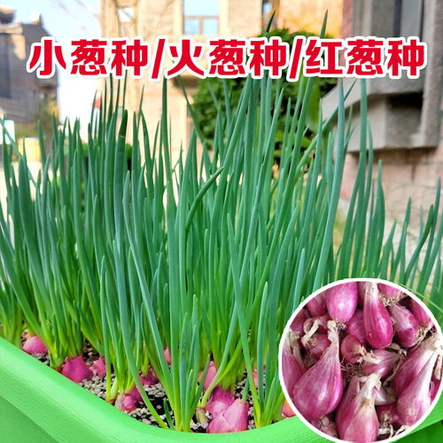 四季小香葱红头葱种子阳台盆栽火葱四季葱种熬榨葱油干葱头广东红 - 封面