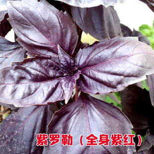 柠檬罗勒种子种子九层塔金不换明列子甜罗勒留兰香薄荷花卉种籽