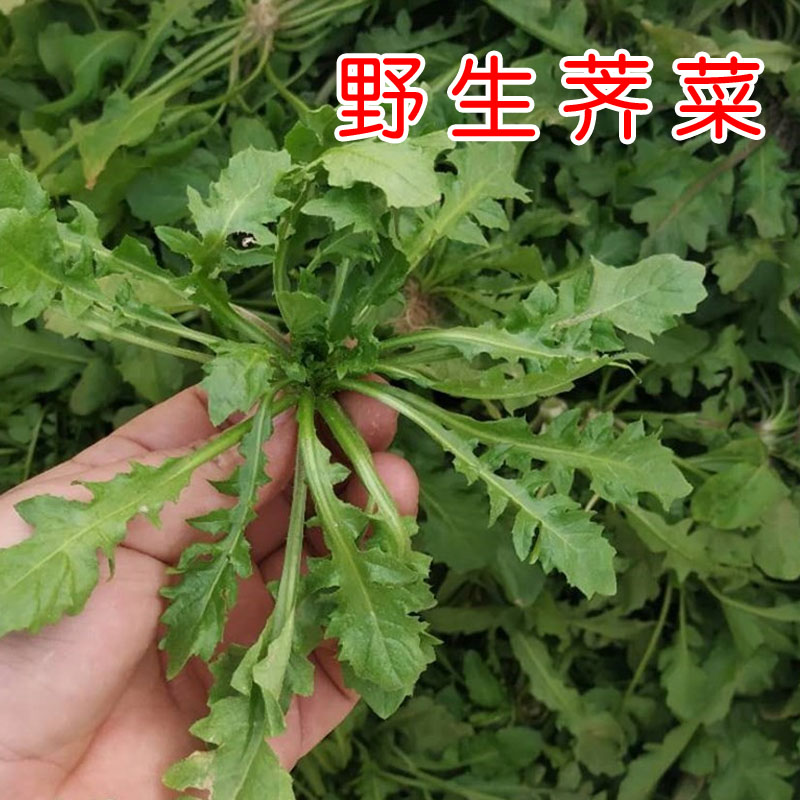 季季菜的功效图片