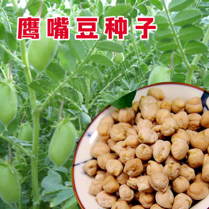 鹰嘴豆种子农家蔬菜新疆维族嫩荚回鹘豆嫩苗可食用四季盆栽大田孑