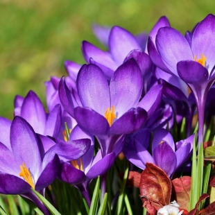 伊朗藏红花种球苗进口食用番红花稀有花球根药用盆栽西红花种子