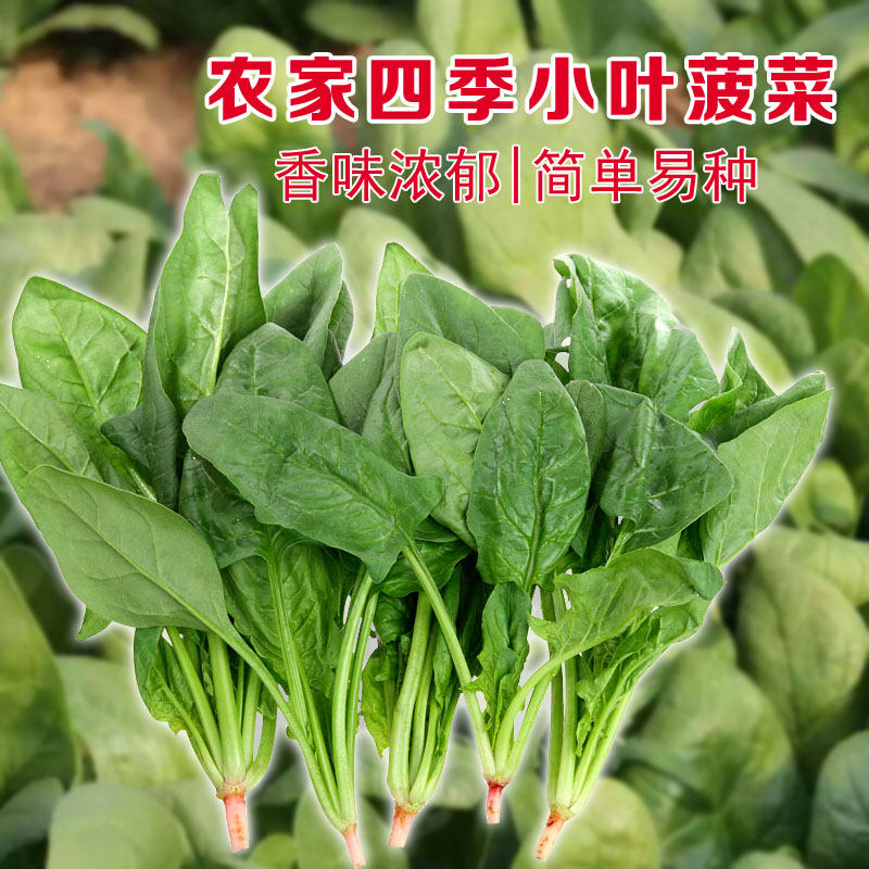 农家小叶阳台四季盆栽菠菜种子