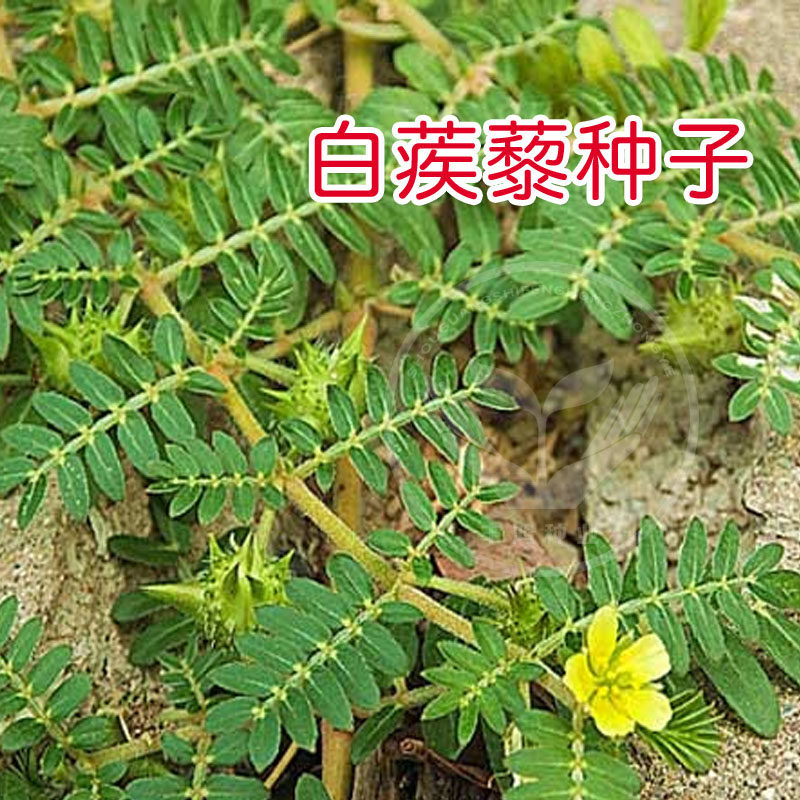 白蒺藜种子蒺藜名旁通
