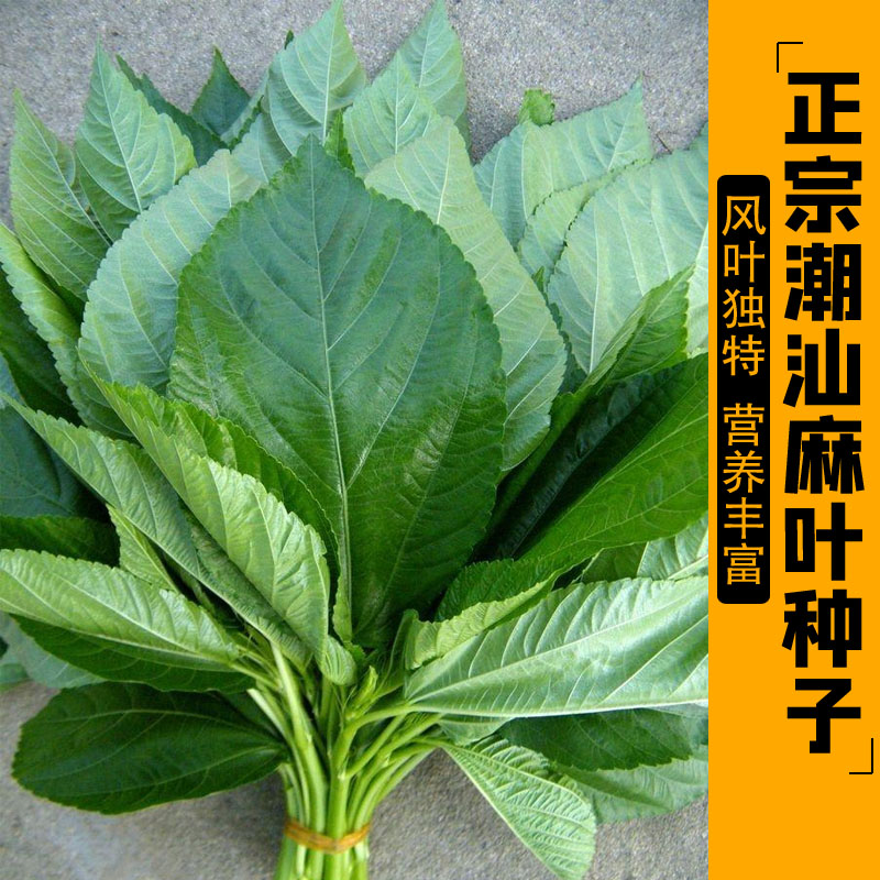 麻叶菜种籽黄种子埃及帝王用蔬菜