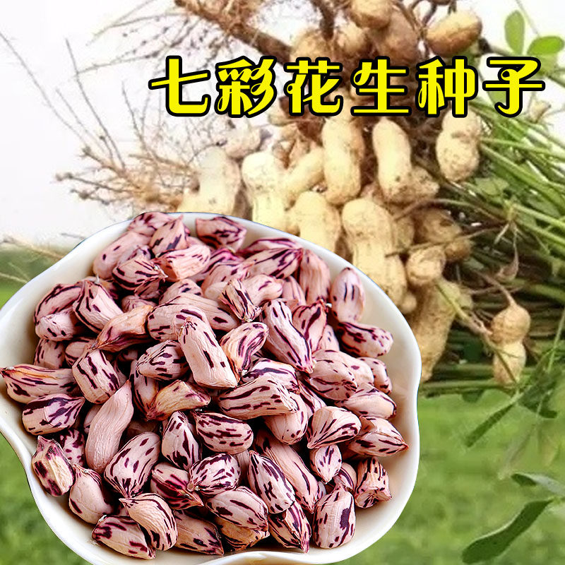 云南特产新七彩花生水果花生种籽食品孔雀花生种子野地带壳花生,鲜花速递/花卉仿真/绿植园艺,家庭园艺种子,淘宝优惠券,粉丝福利购,淘宝优惠卷