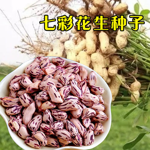 云南特产食品野地花生种子黑花生