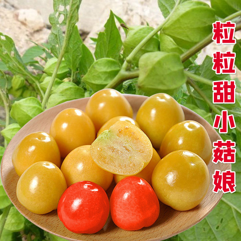 粒粒甜黄姑娘种子浆果灯笼红菇娘种籽皮薄肉厚甜度高蔬菜水果种孑