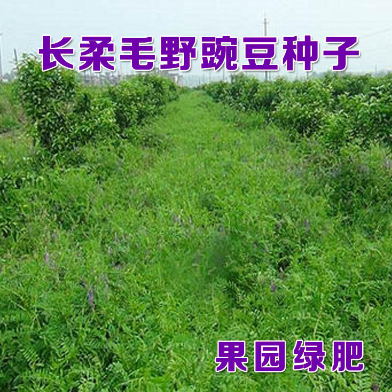 牧草种子四季果园绿肥